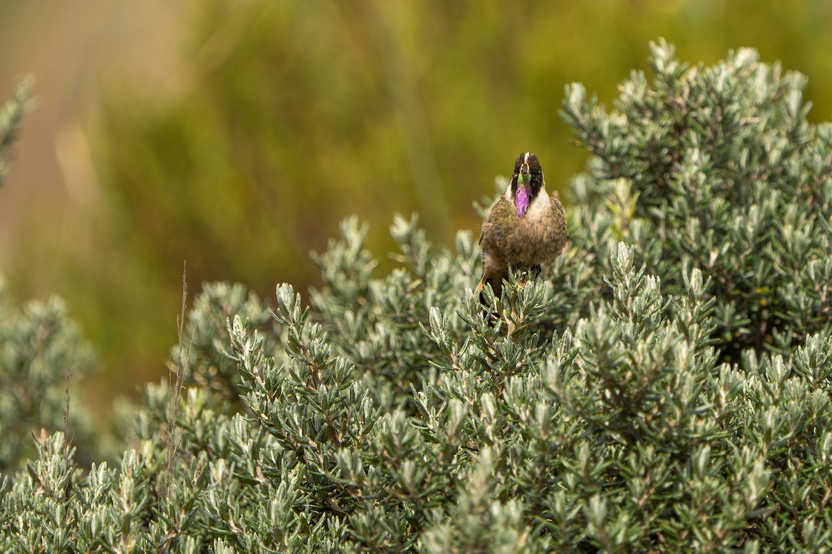 Buffy Helmetcrest - ML643664852