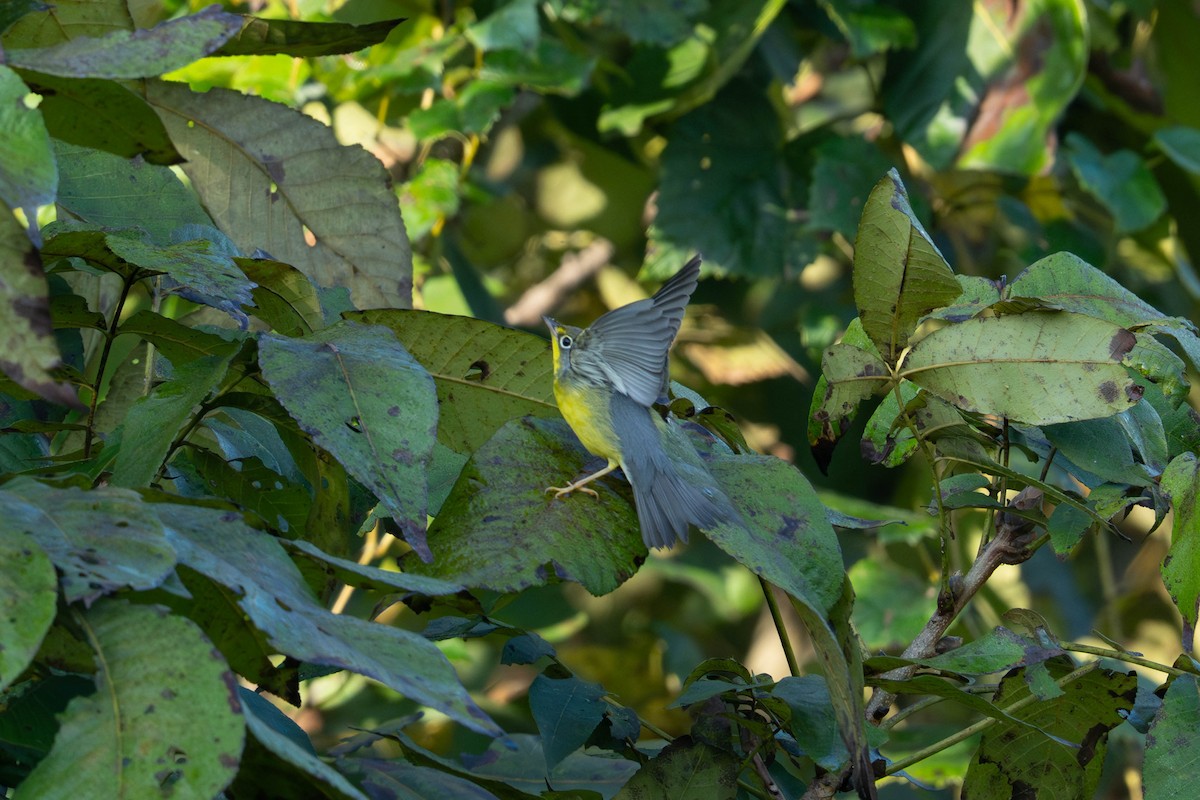Canada Warbler - ML643664868