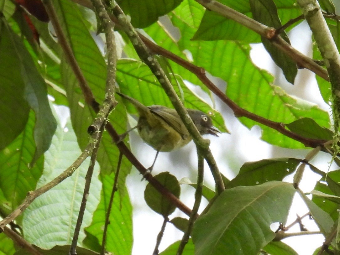 Yellow-throated Chlorospingus - ML643664870