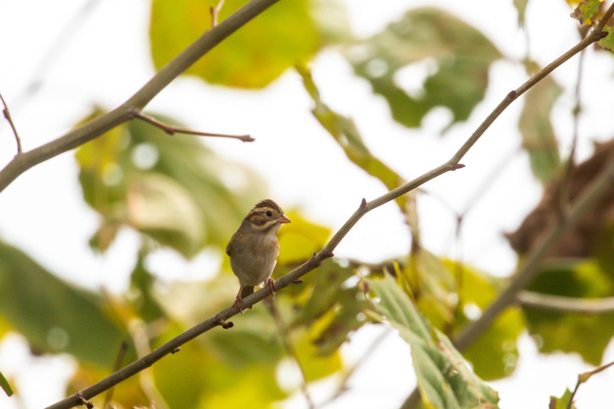 Clay-colored Sparrow - ML643664889