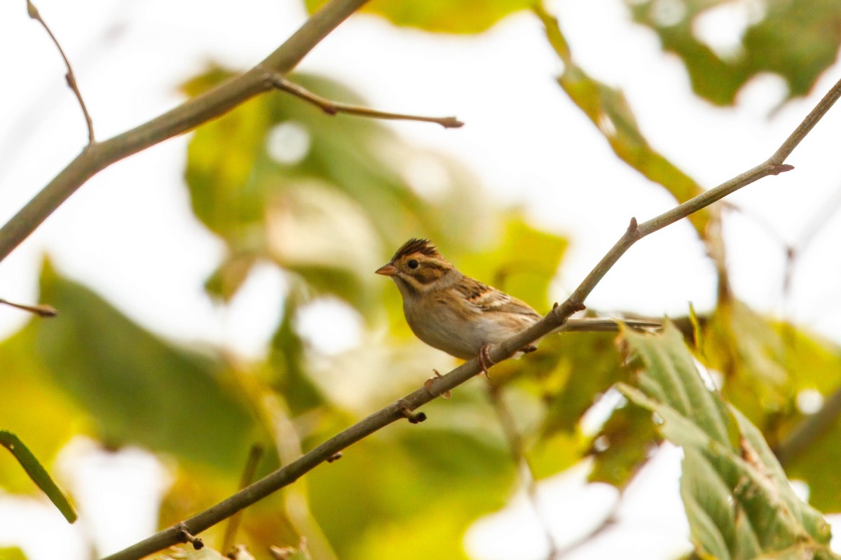 Clay-colored Sparrow - ML643664890