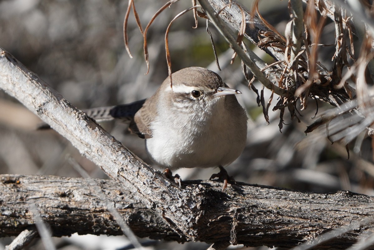 Bewick's Wren - ML643664902