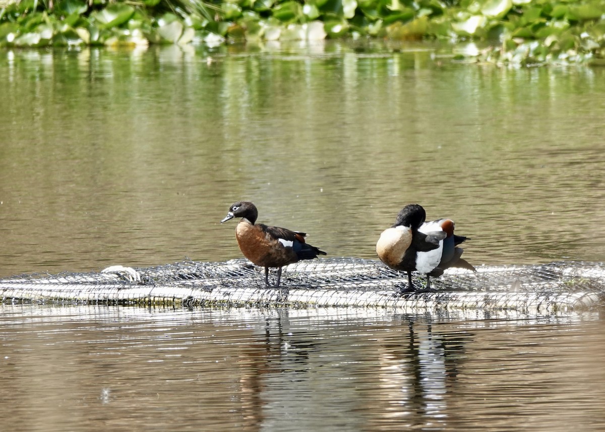 Australian Shelduck - ML643664906