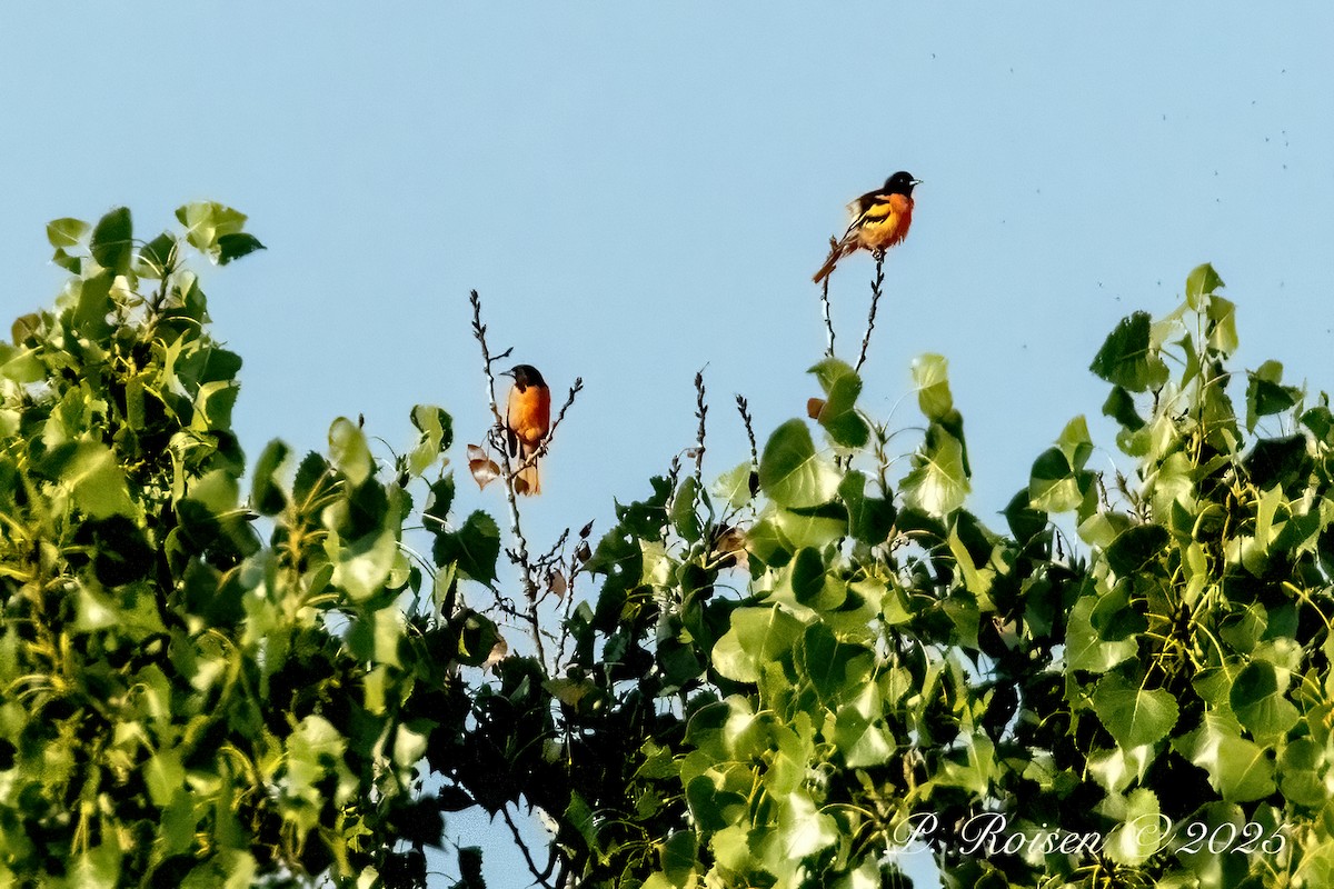 Baltimore Oriole - ML643664911