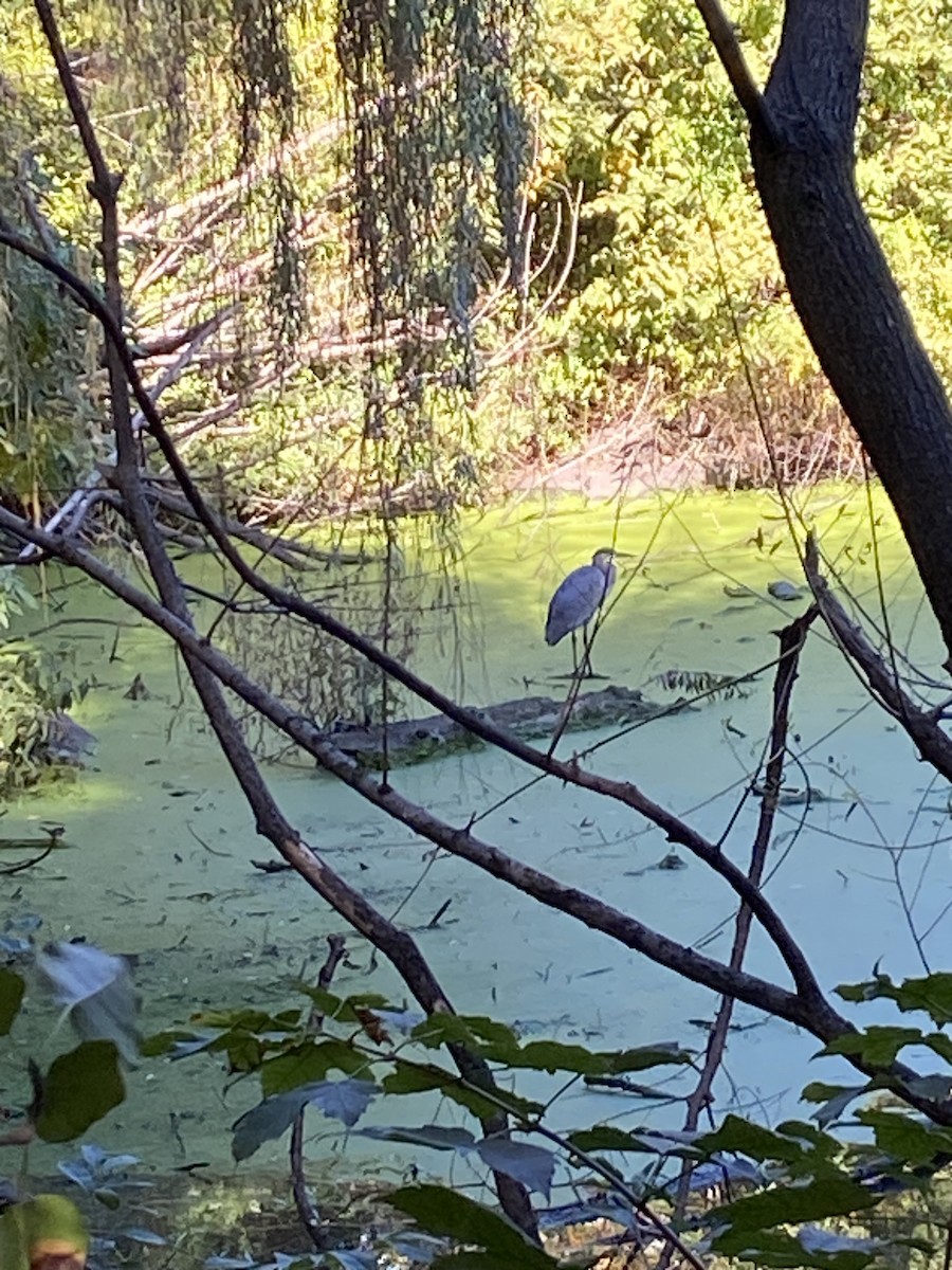 Great Blue Heron - ML643664913