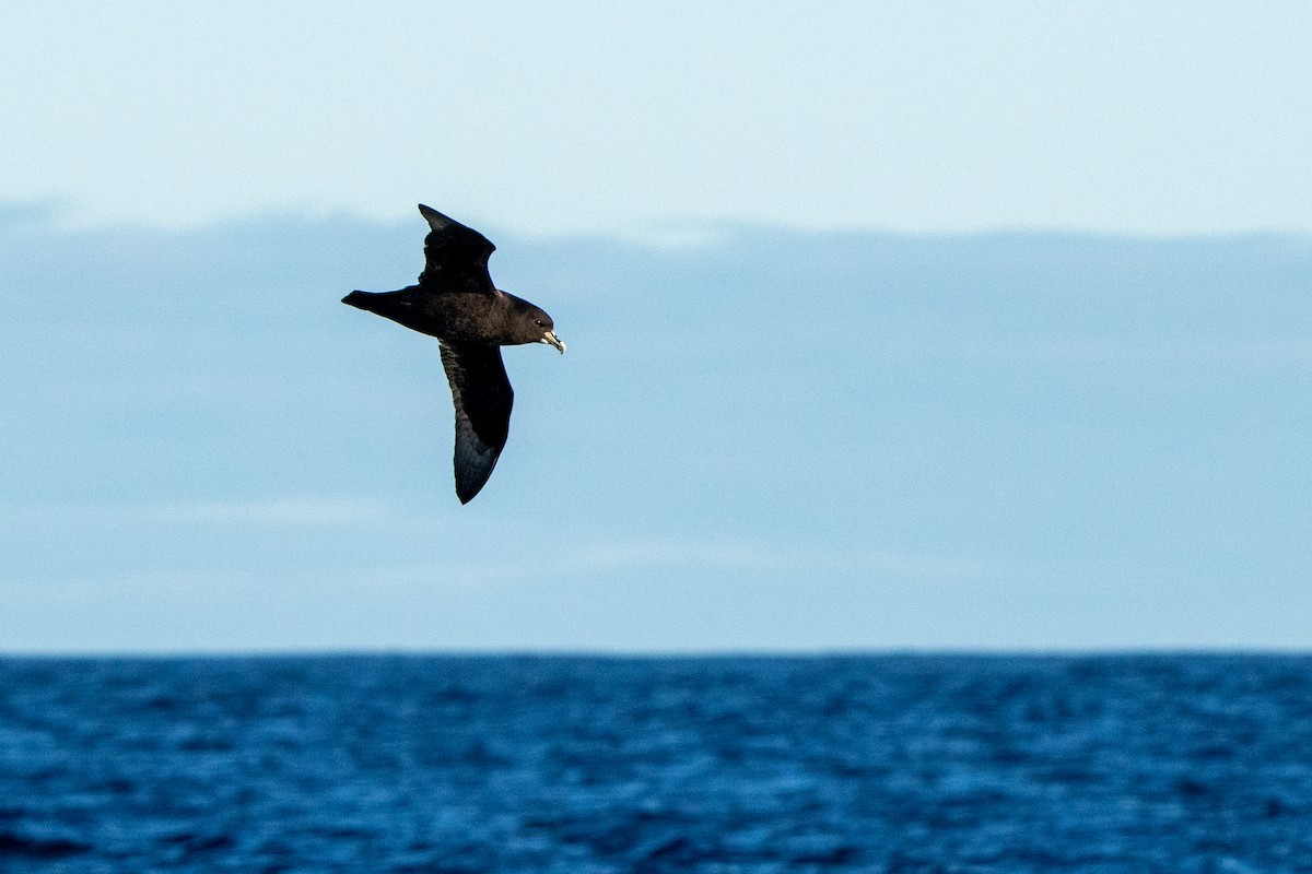 White-chinned Petrel - ML643664946