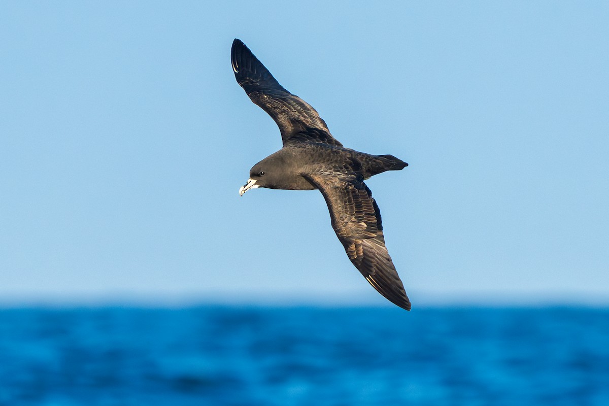 White-chinned Petrel - ML643664957