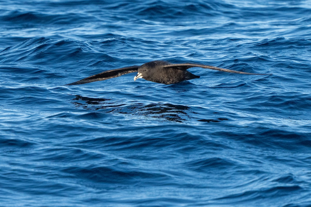 White-chinned Petrel - ML643664961
