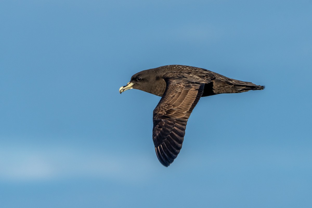 White-chinned Petrel - ML643664968
