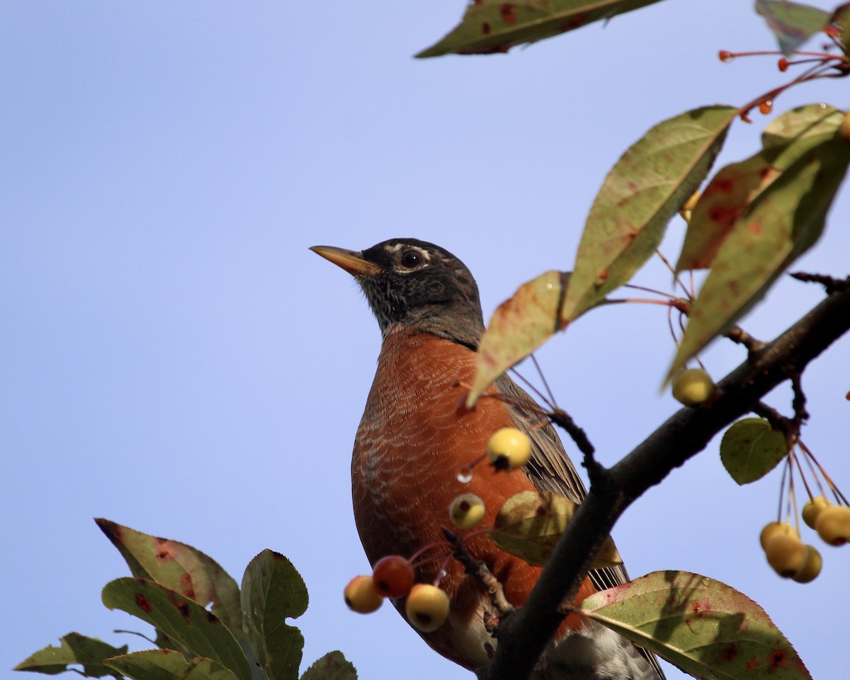 American Robin - ML643664969