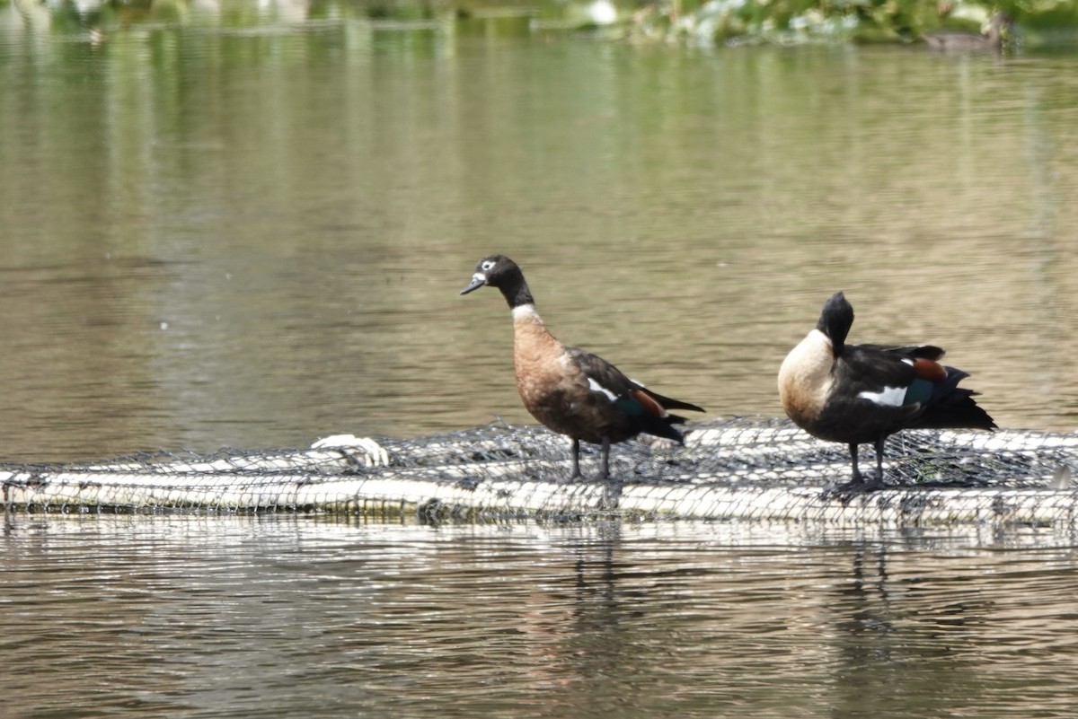 Australian Shelduck - ML643664973