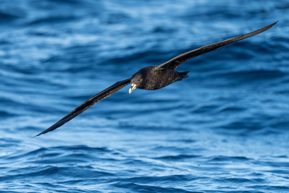 White-chinned Petrel - ML643664976