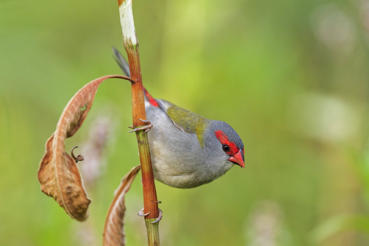Red-browed Firetail - ML643664980