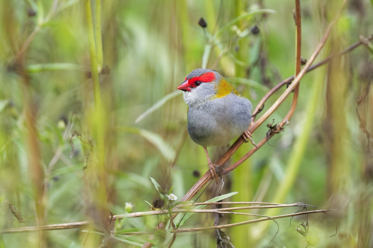 Red-browed Firetail - ML643664981