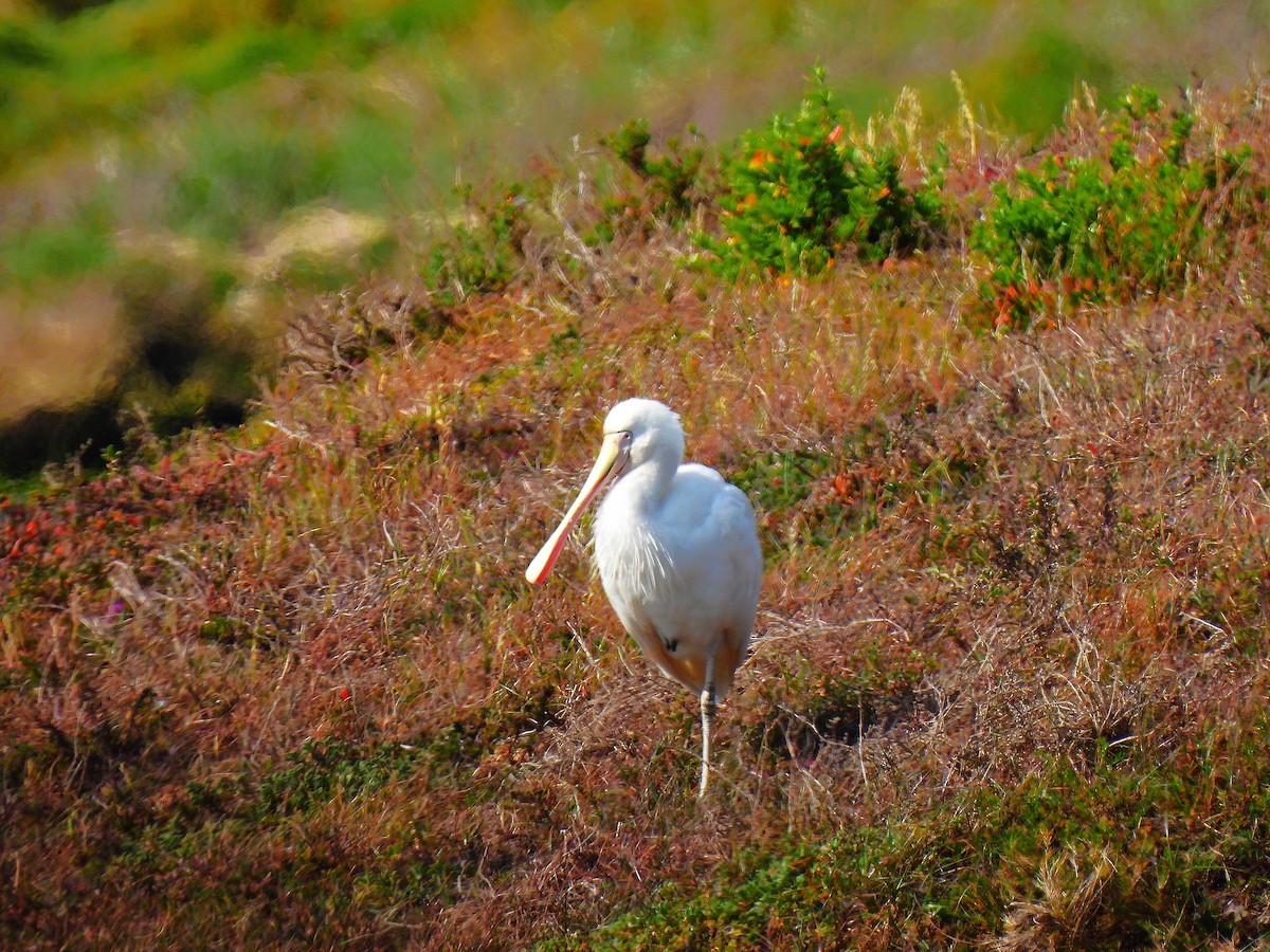 Yellow-billed Spoonbill - ML643664982