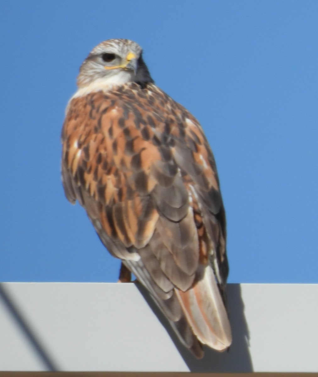 Ferruginous Hawk - ML643664993