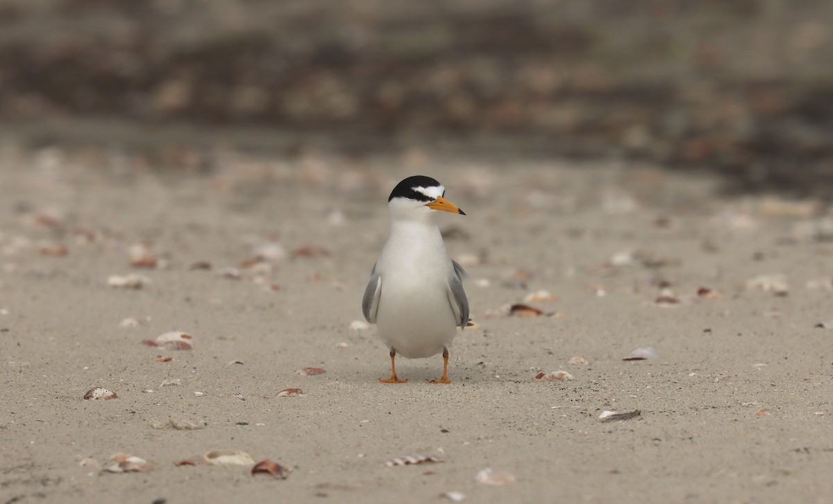 Least Tern - ML643664995