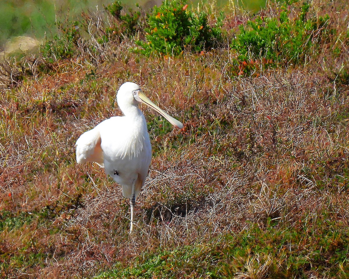 Yellow-billed Spoonbill - ML643665001