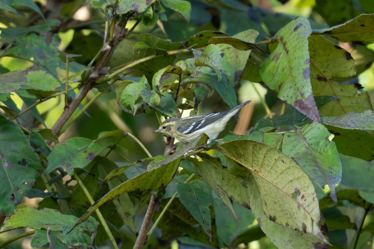 hemlokkparula - ML643665007