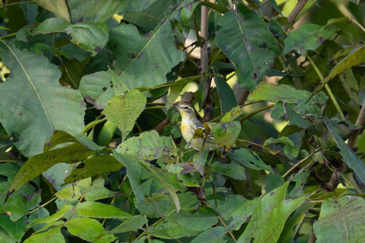 hemlokkparula - ML643665008