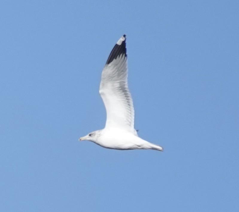 California Gull - ML643665022