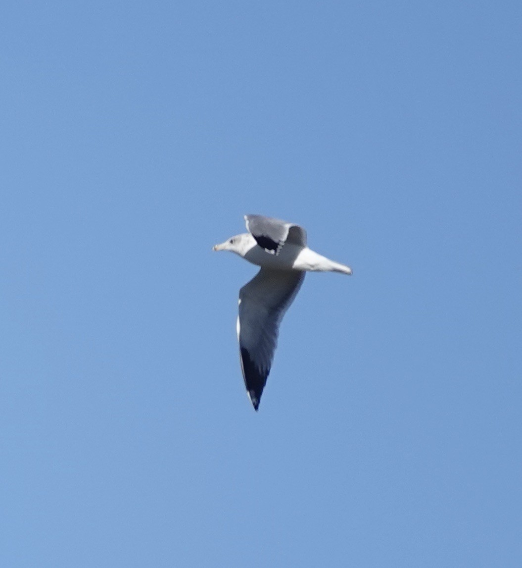 California Gull - ML643665024
