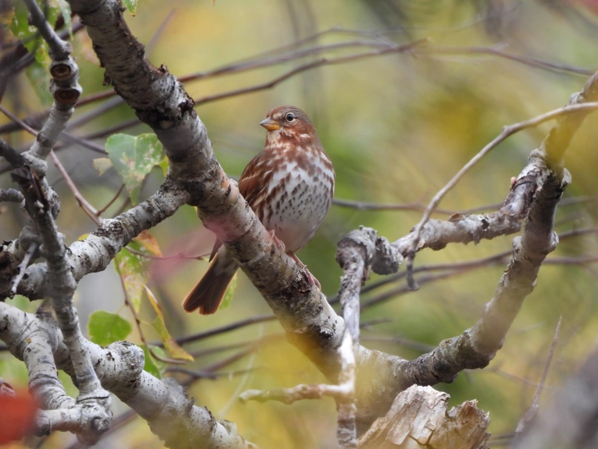 Fox Sparrow - ML643665026