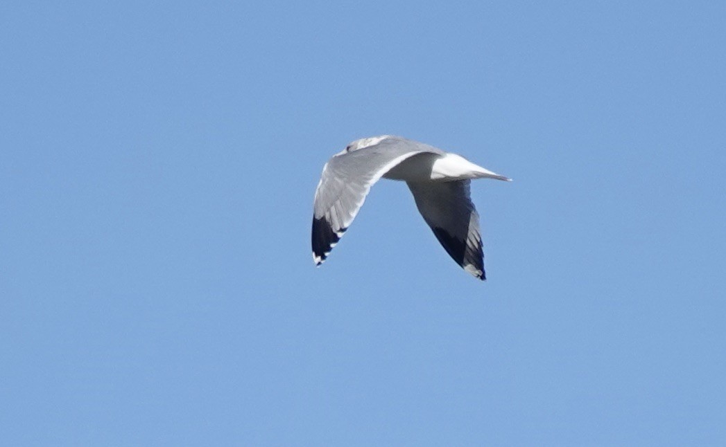 California Gull - ML643665027