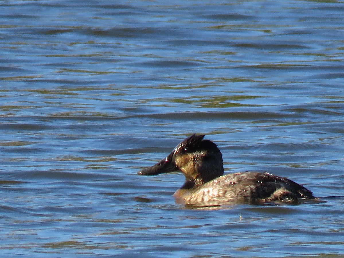 Ruddy Duck - ML643665044