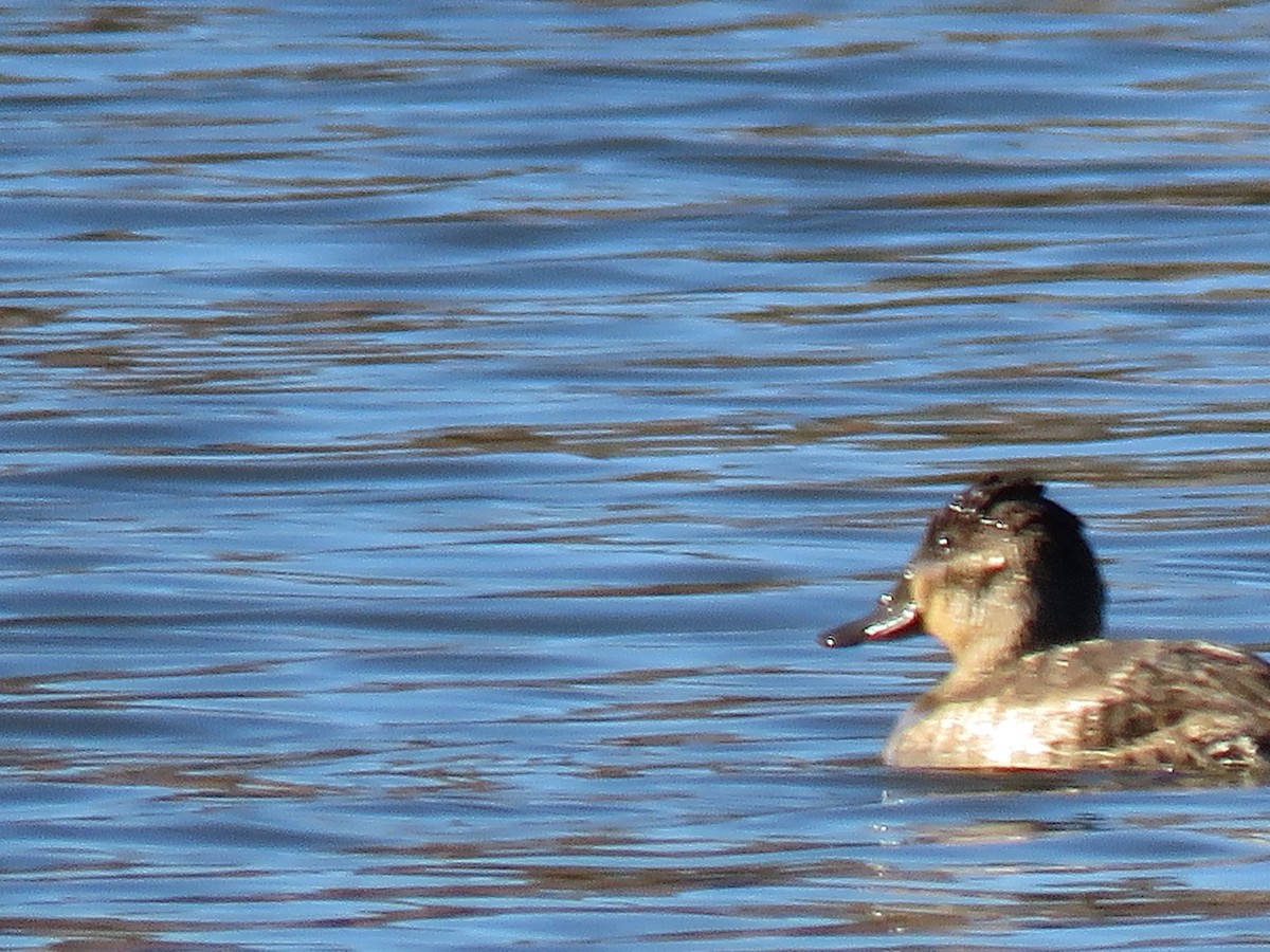 Ruddy Duck - ML643665053