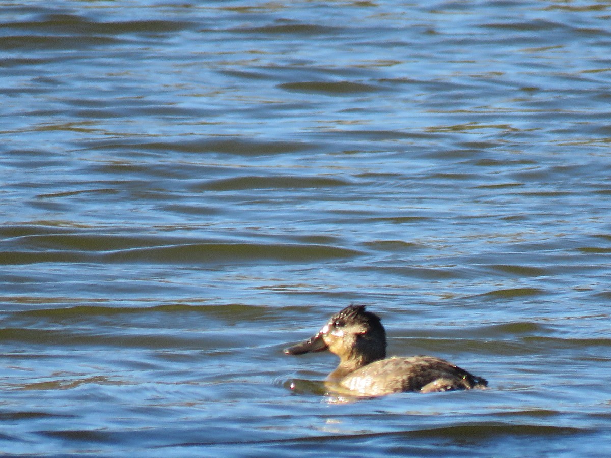 Ruddy Duck - ML643665054