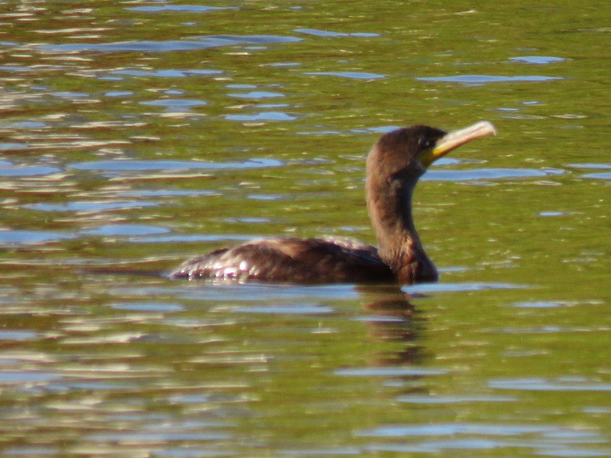 Double-crested Cormorant - ML643665059