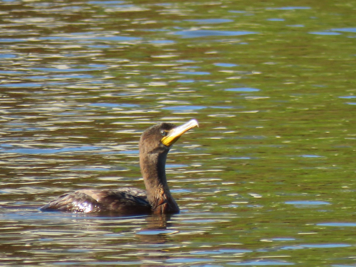 Double-crested Cormorant - ML643665060