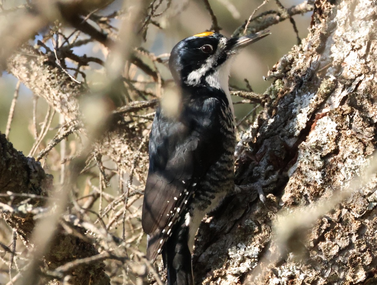 Black-backed Woodpecker - ML643665076