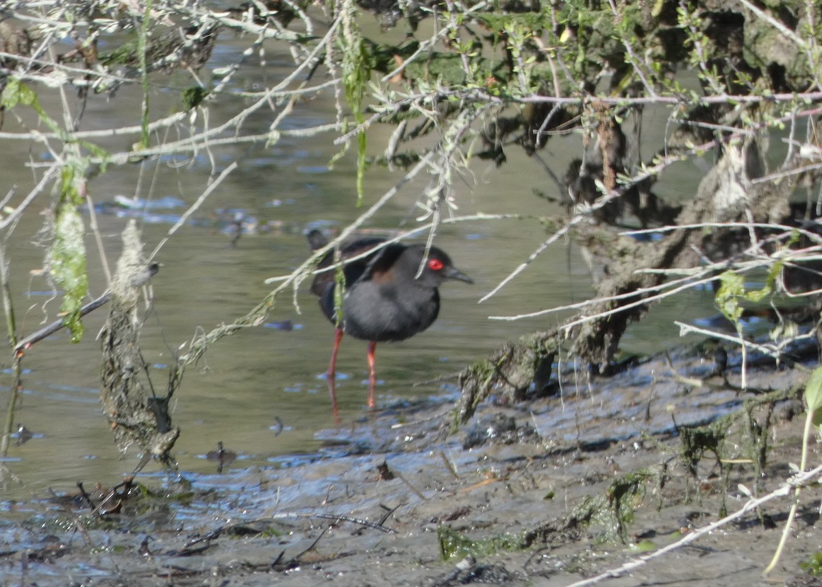 Spotless Crake - ML643665077