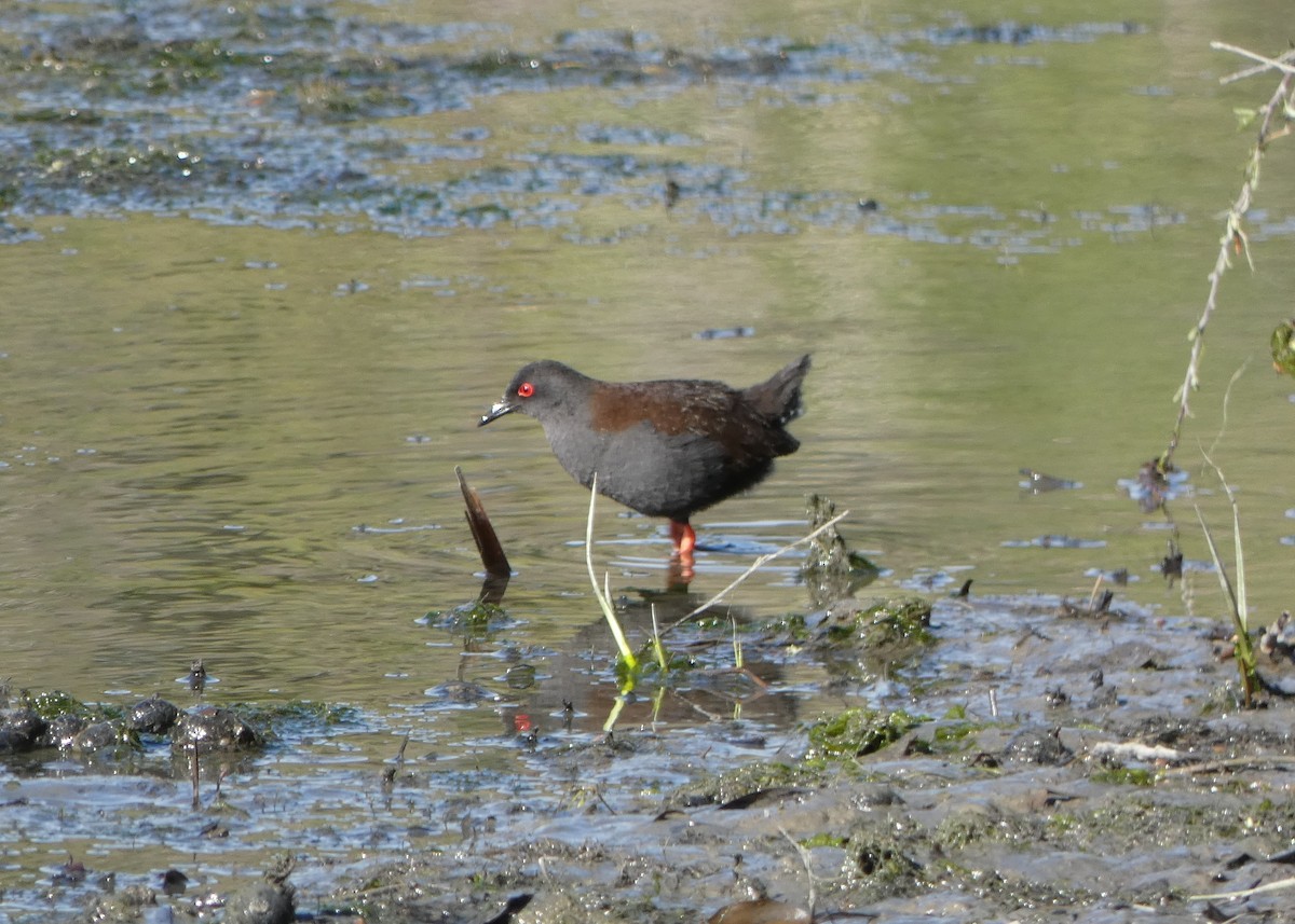 Spotless Crake - ML643665078