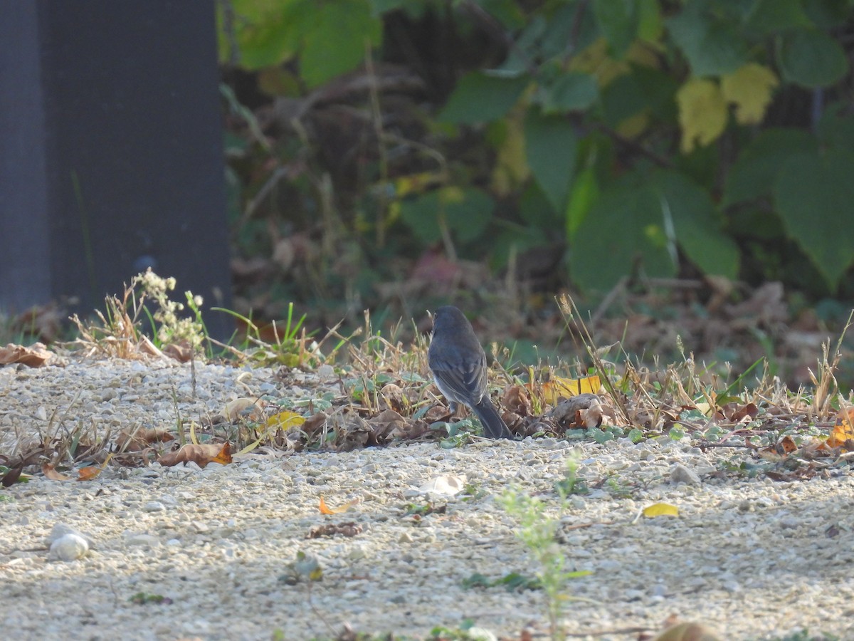 Dark-eyed Junco (Slate-colored) - ML643665088