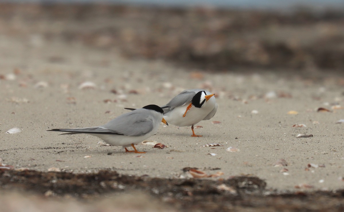 Least Tern - ML643665113