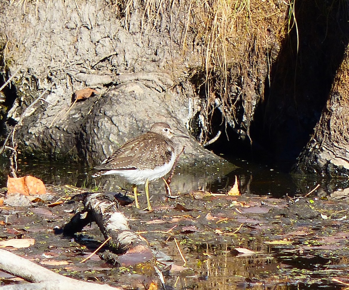 Solitary Sandpiper - ML643665134