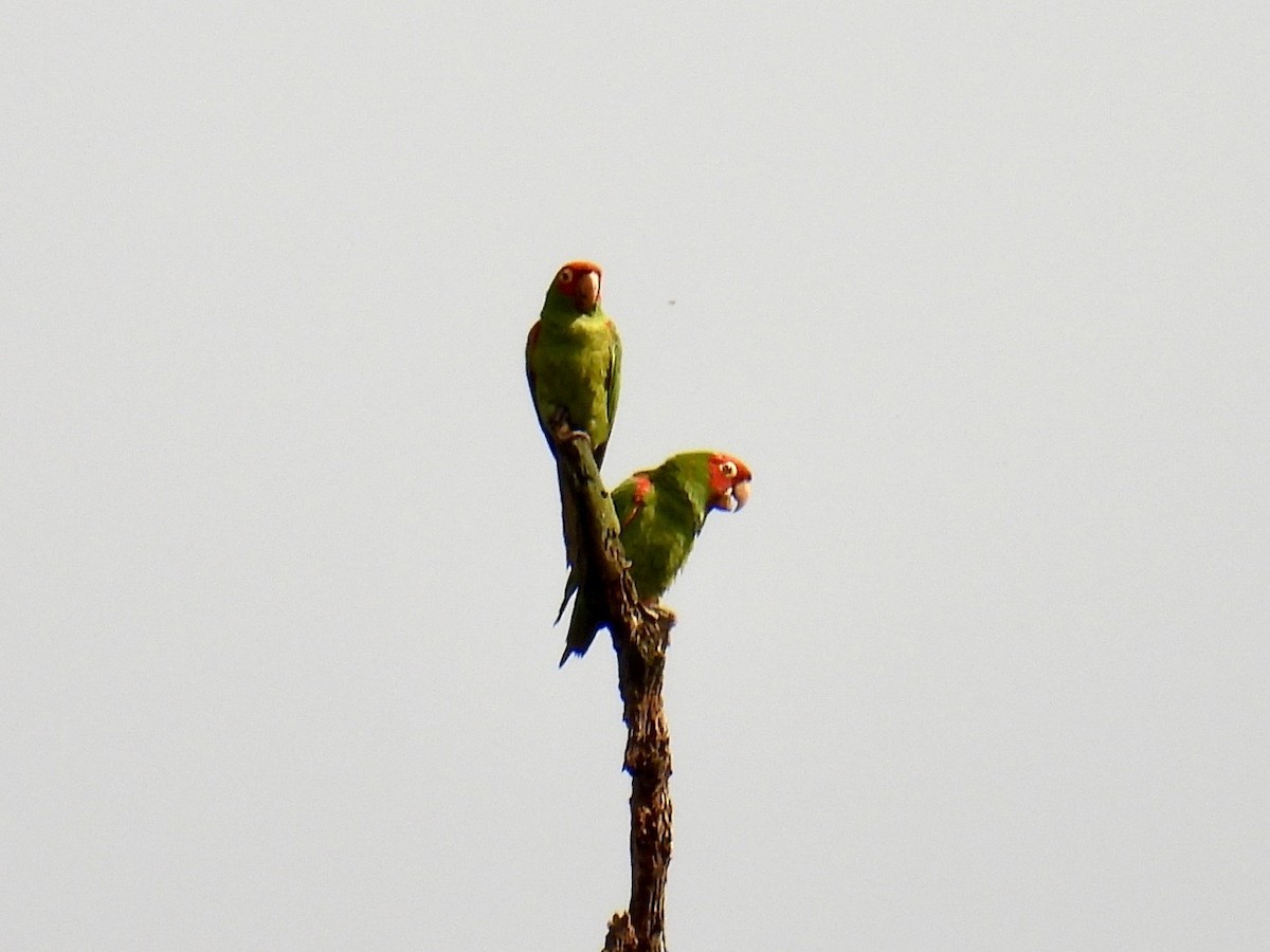Red-masked Parakeet - ML643665150