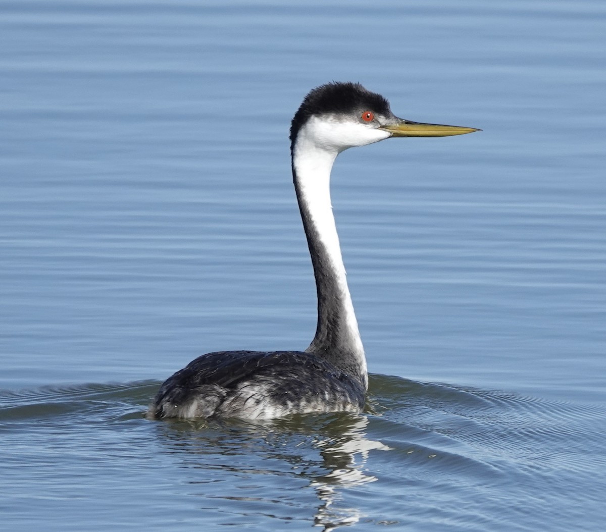 Western Grebe - ML643665162