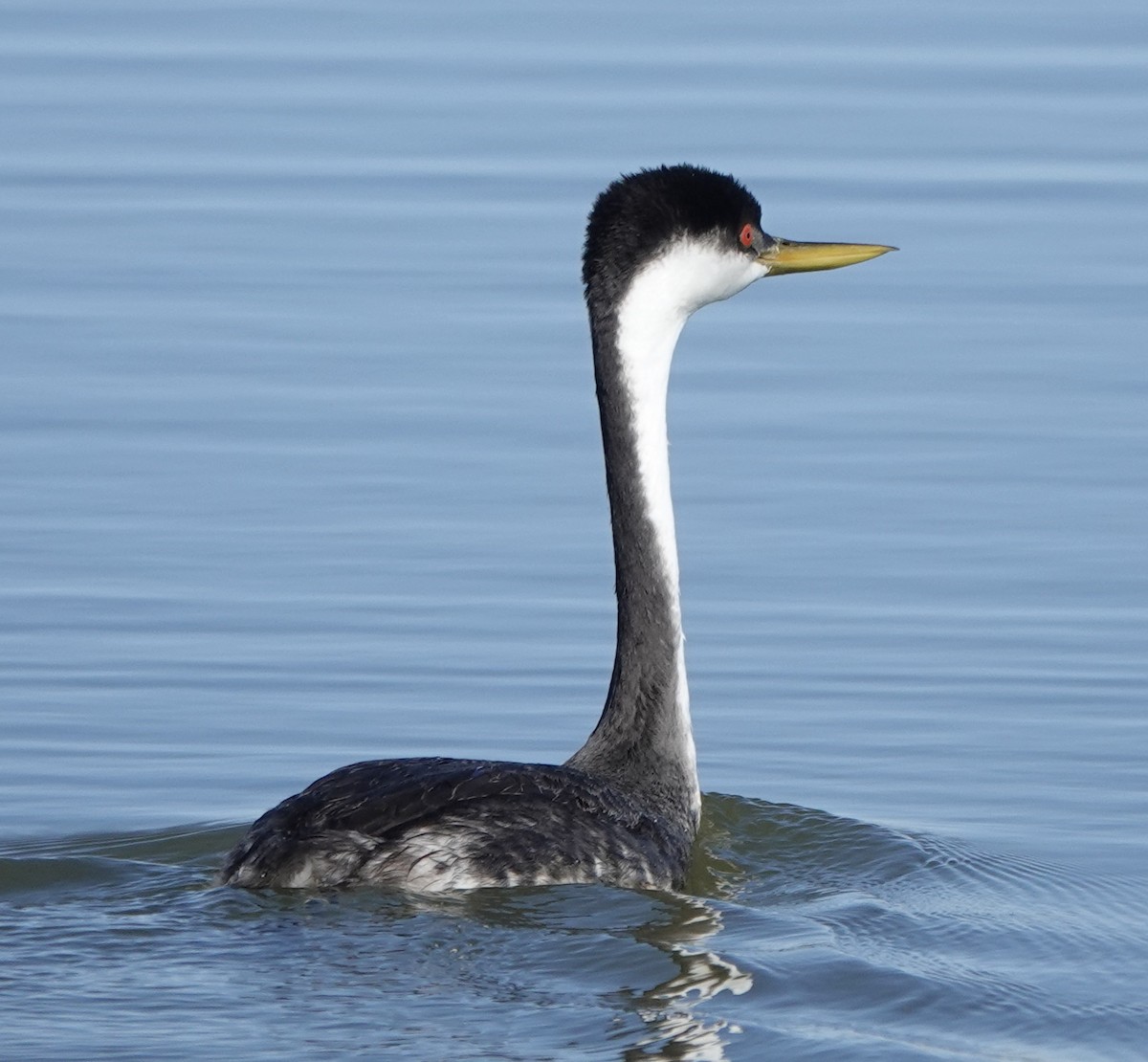 Western Grebe - ML643665169