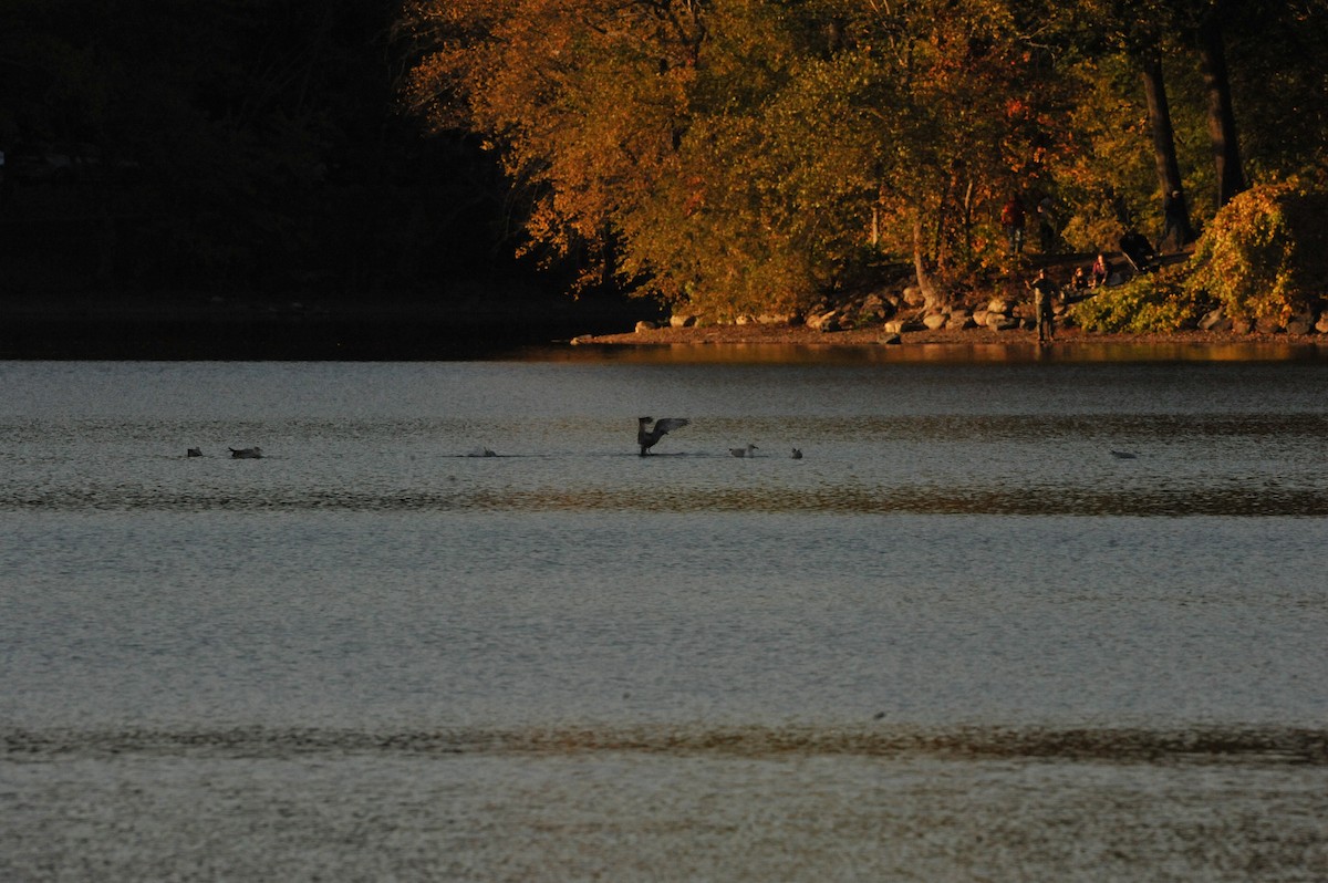 American Herring Gull - ML643665188
