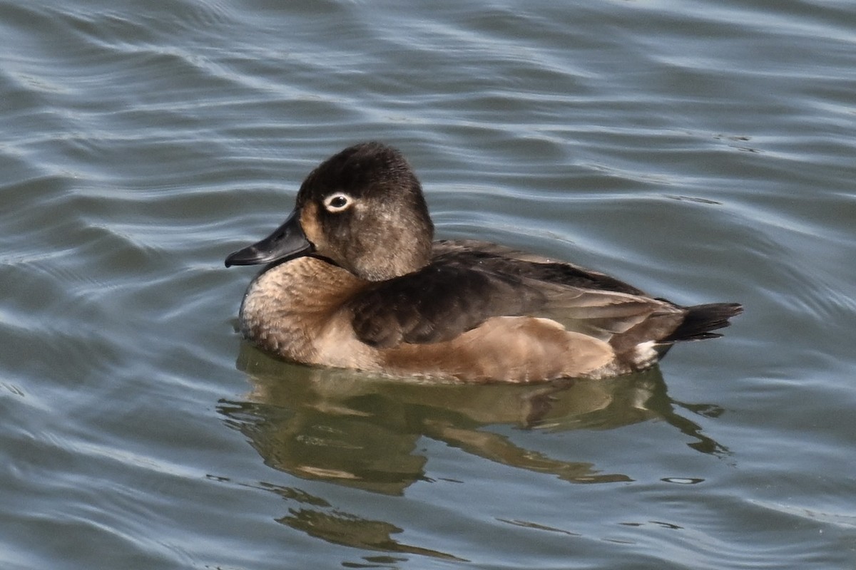 Ring-necked Duck - ML643665208