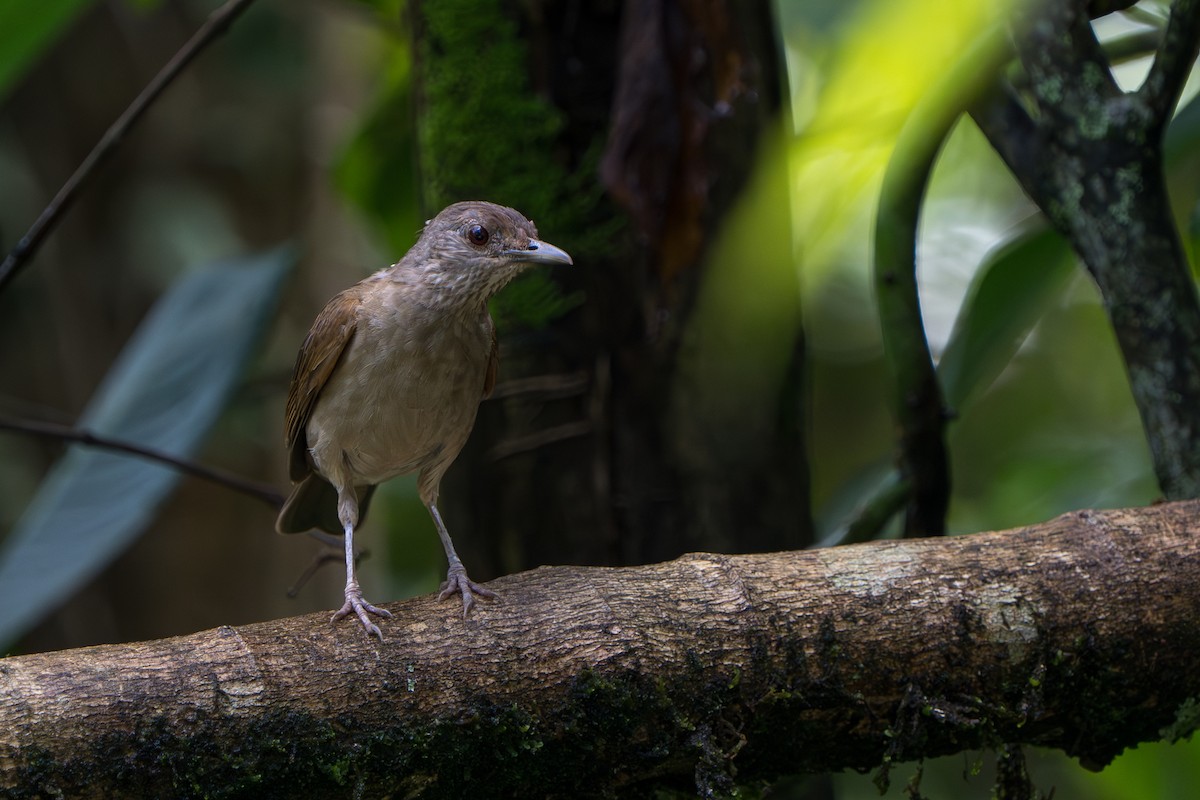Pale-breasted Thrush - ML643665210