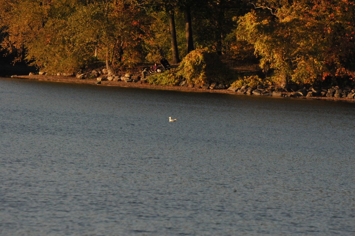 American Herring Gull - ML643665211