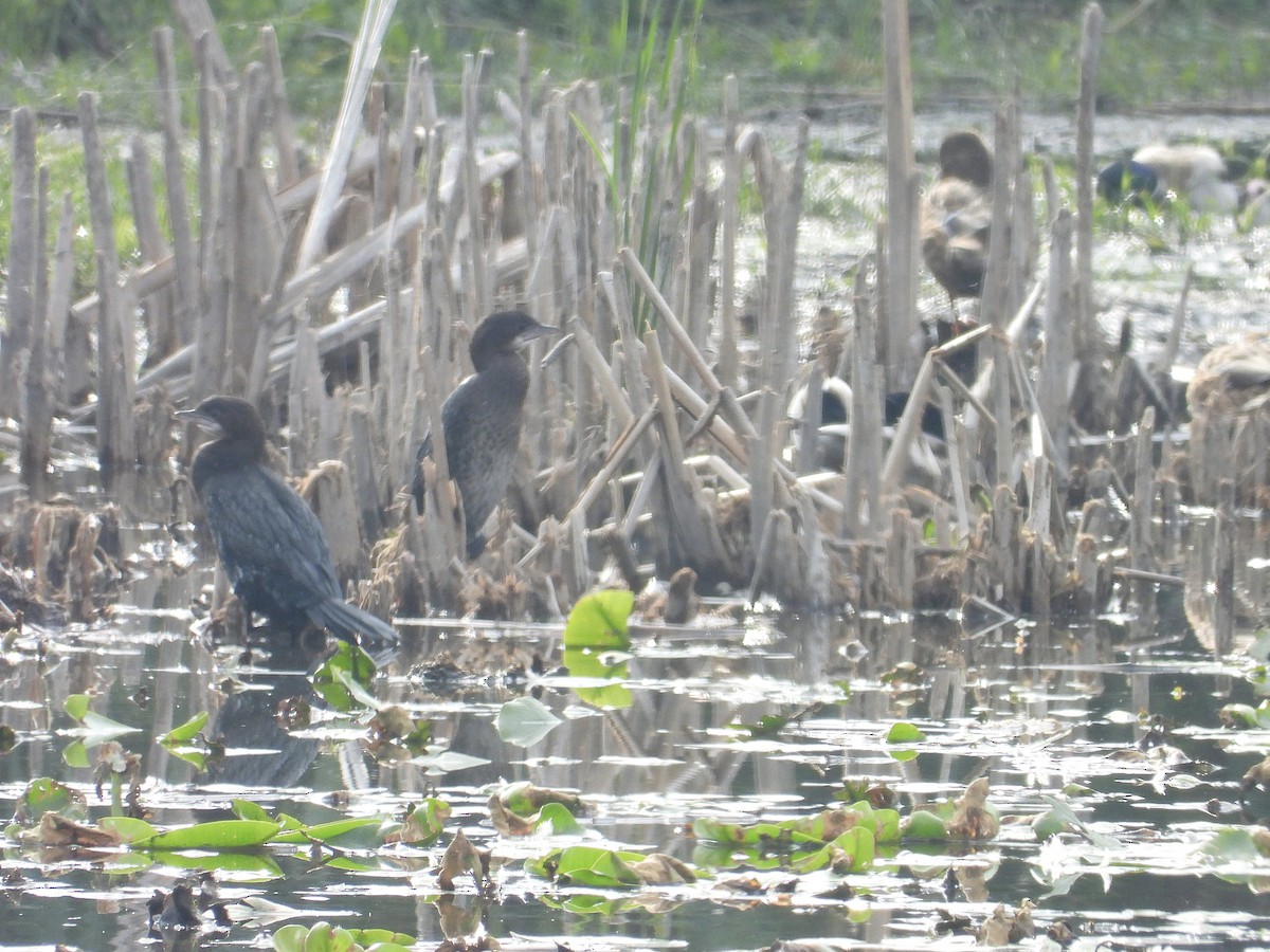 Pygmy Cormorant - ML643665212