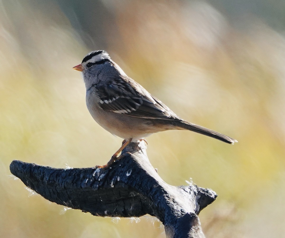 White-crowned Sparrow (Gambel's) - ML643665213