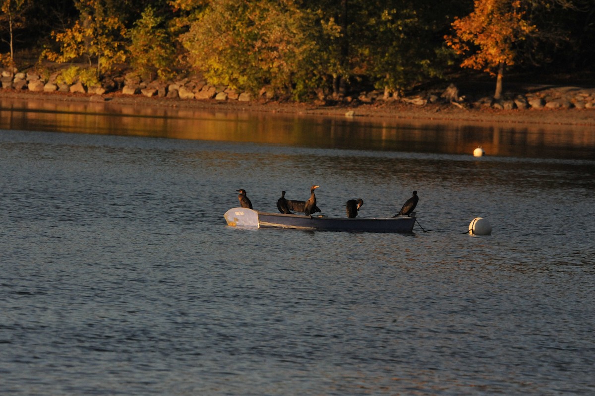 Double-crested Cormorant - ML643665221