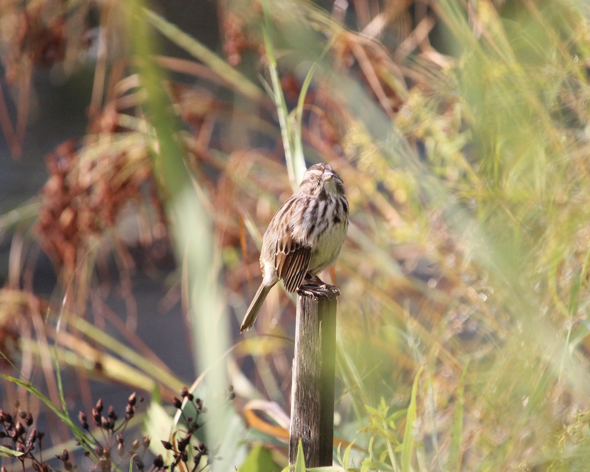 Song Sparrow - ML643665242